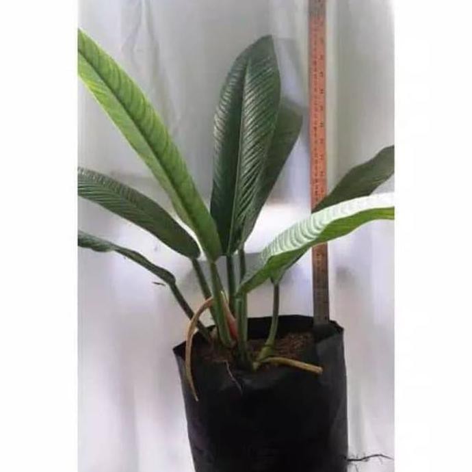 _ Menjual New Produk Tanaman Hias Philodendron Lynette Philo Linet