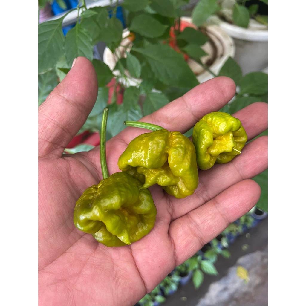 Benih Bibit Biji - Cabai Carolina Reaper Mustard Pepper Cabe Super Pedas Seeds