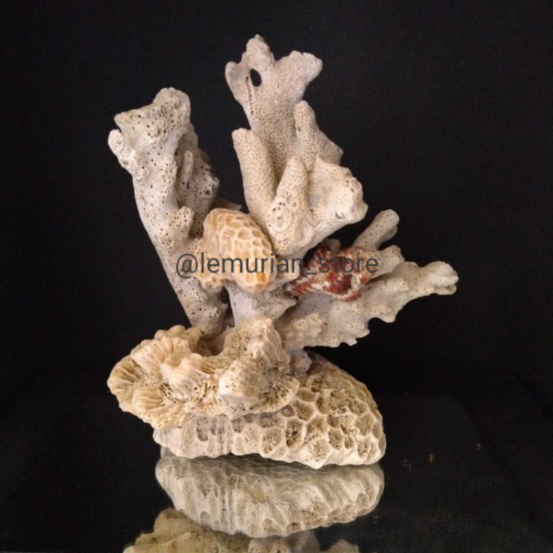 BATU KARANG LAUT ASLI// aquarium/ aquascape/ corallaut/batu/laut/terumbu karang/deadrock/premium