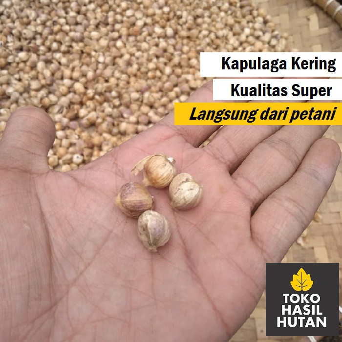 

Kapulaga Kering 50gr Langsung dari Petani | Toko Hasil Hutan