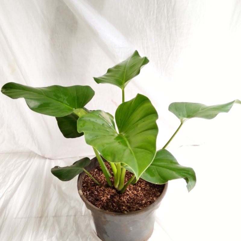 Tanaman Hias Philo Marbel / Philo Marble