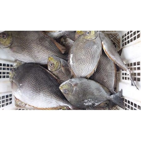 

Ikan Baronang Ikna Fresh Laut Kualitas GARANSI SEGAR