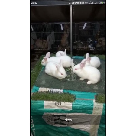 Kelinci New Zealand White NZW Pure