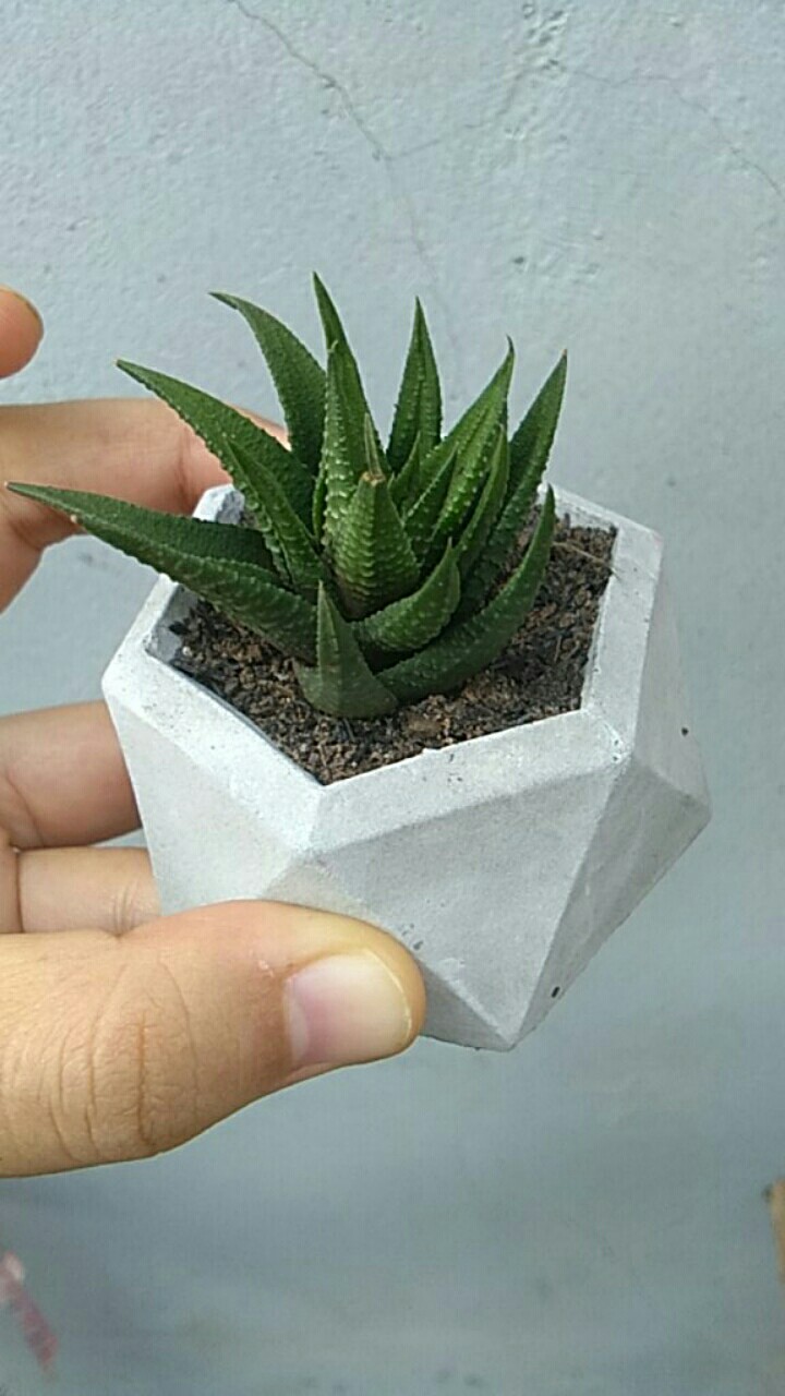 Pot Mini Oktagonal Wajik | Pot Sukulen