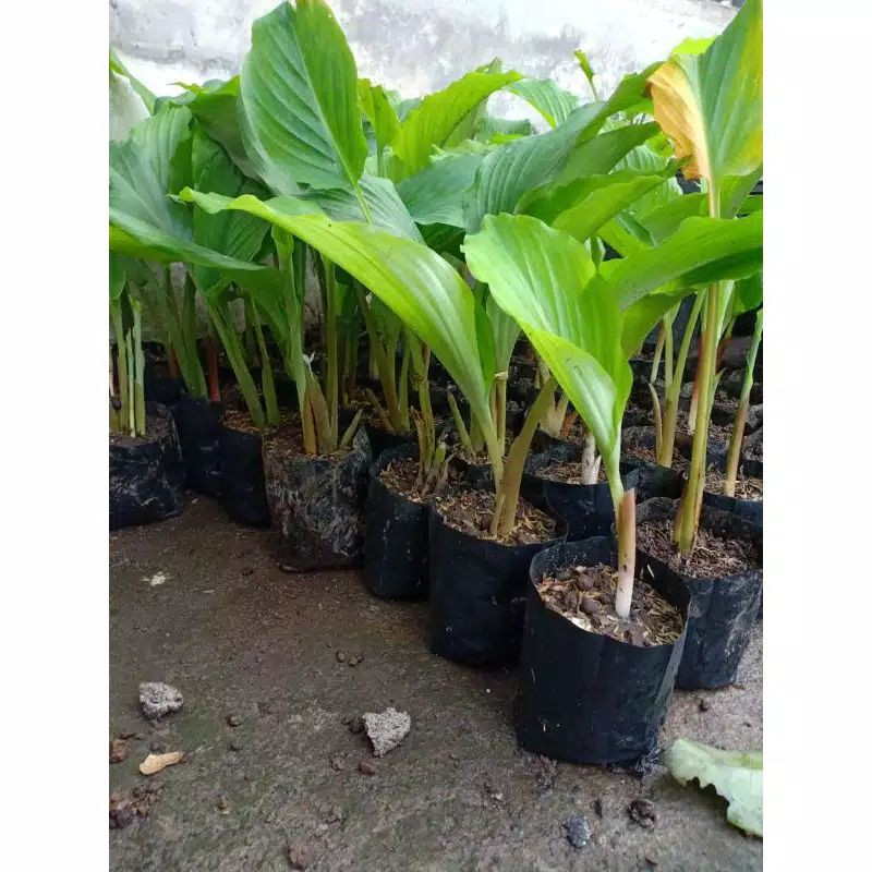 

Kunyit putih bibit/curcuma zedaria Super