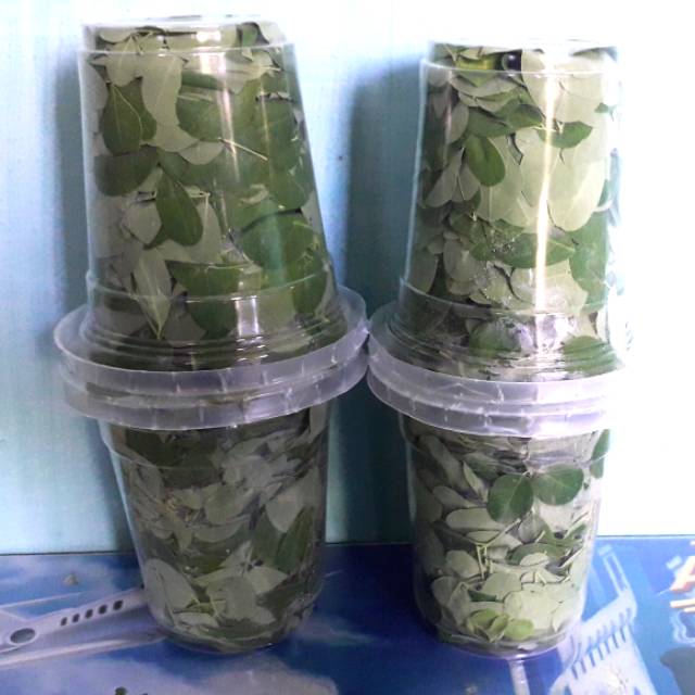 

Daun kelor segar