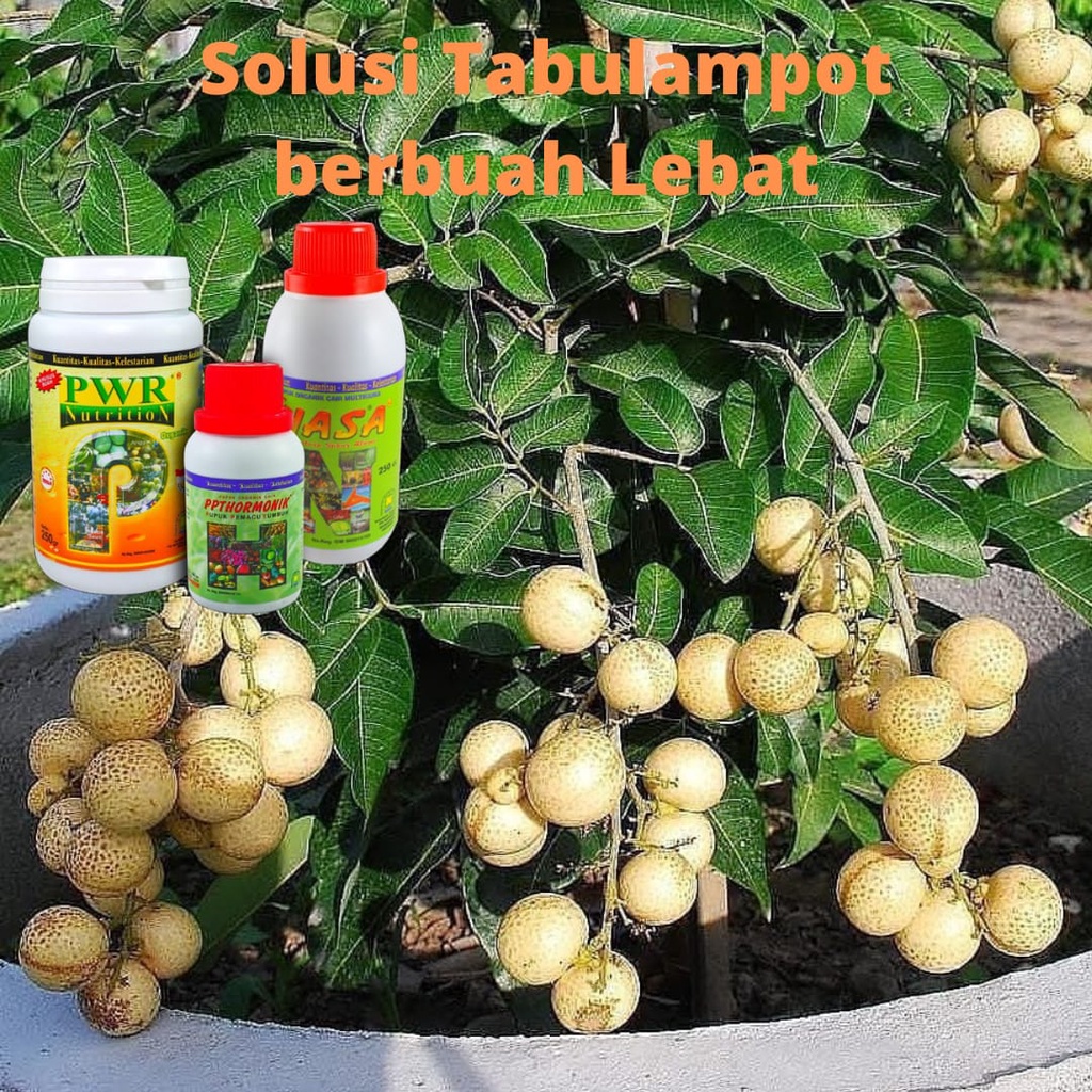 Pupuk Pelebat Buah, Pupuk Tabulampot, Pupuk Organik, Pupuk Anti Rontok