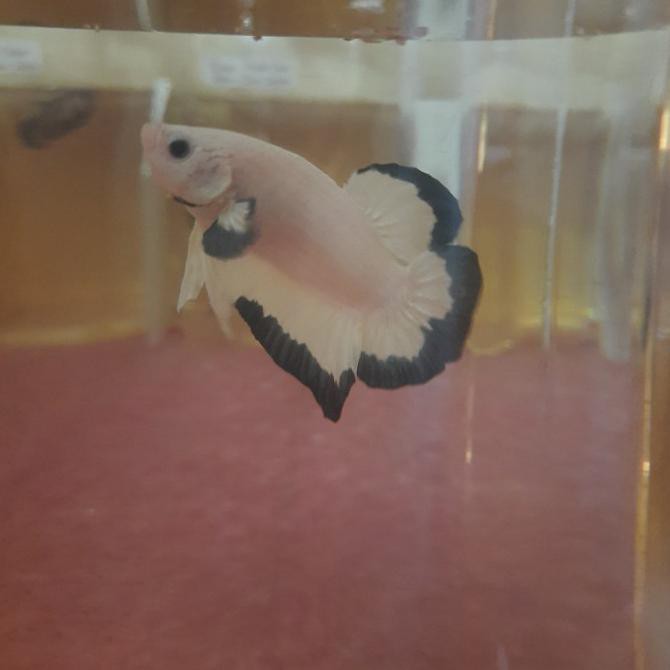 BEST SELLER Cupang Blue Rim Butterfly Thailand Top Grade size L