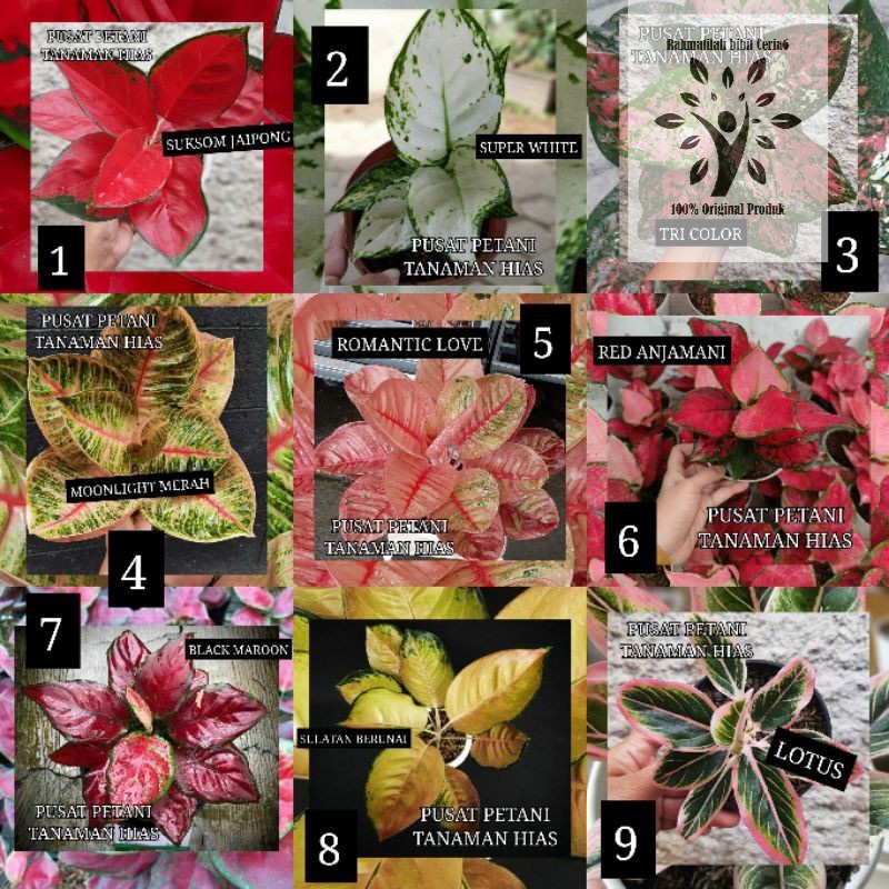 Paket 9 bibit bonggol aglonema original Aglonema Bonggol
