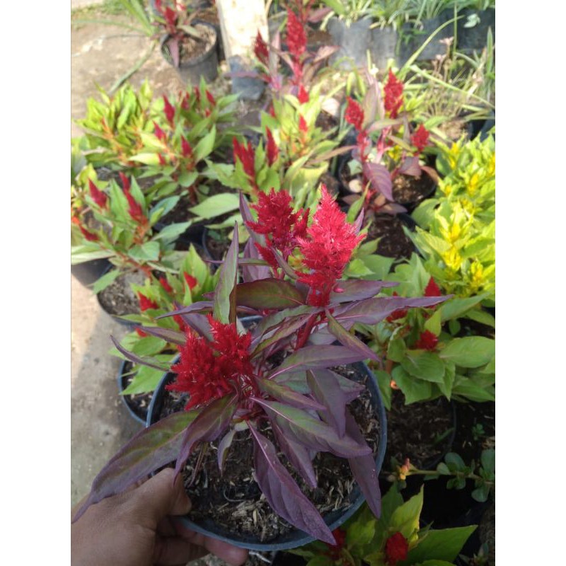 TANAMAN CELOSIA