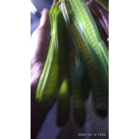 petai cina muda per 1kg