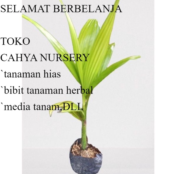 Bibit pinang betara ASLI tinggi 35-50cm