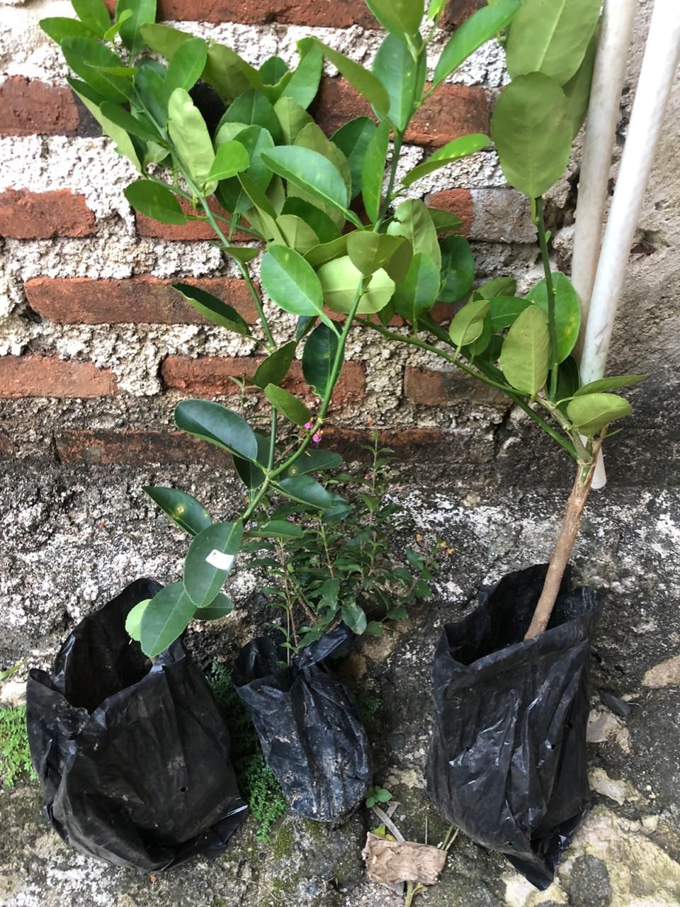 Bibit/tanaman Jeruk California Import/bibit Unggul Jeruk California Hasil Okulasi