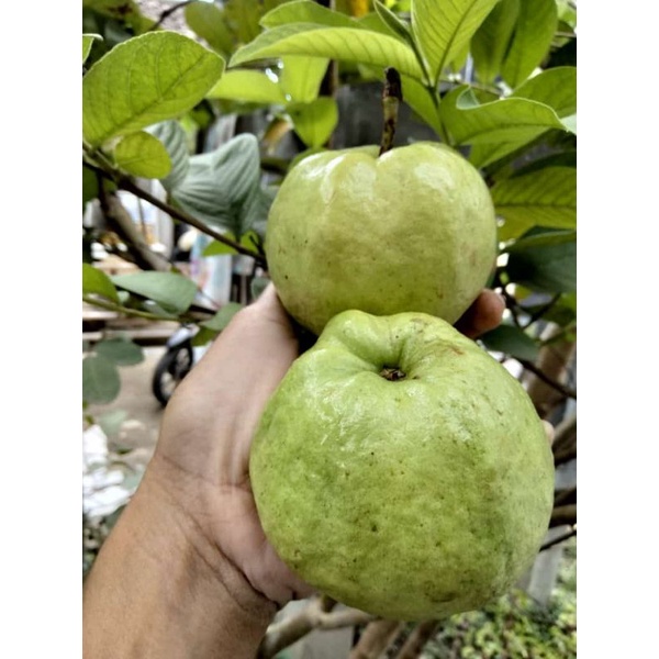

grosir jambu kristal rot A-B