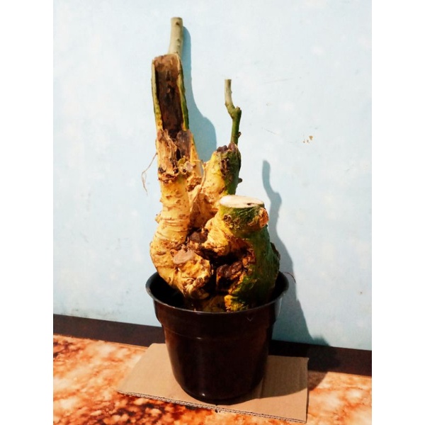 Bahan bonsai serut karakter tua unik real pict jumbo
