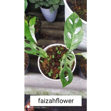 tanaman hias janda bolong varigata