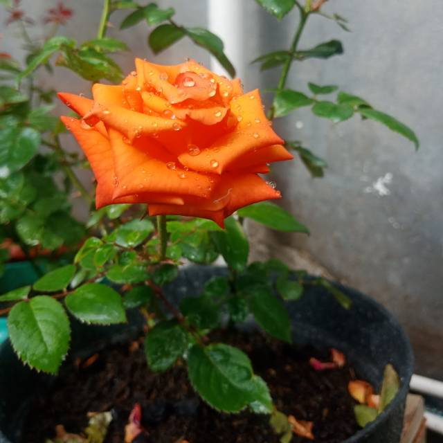 muhammadfahmianshari