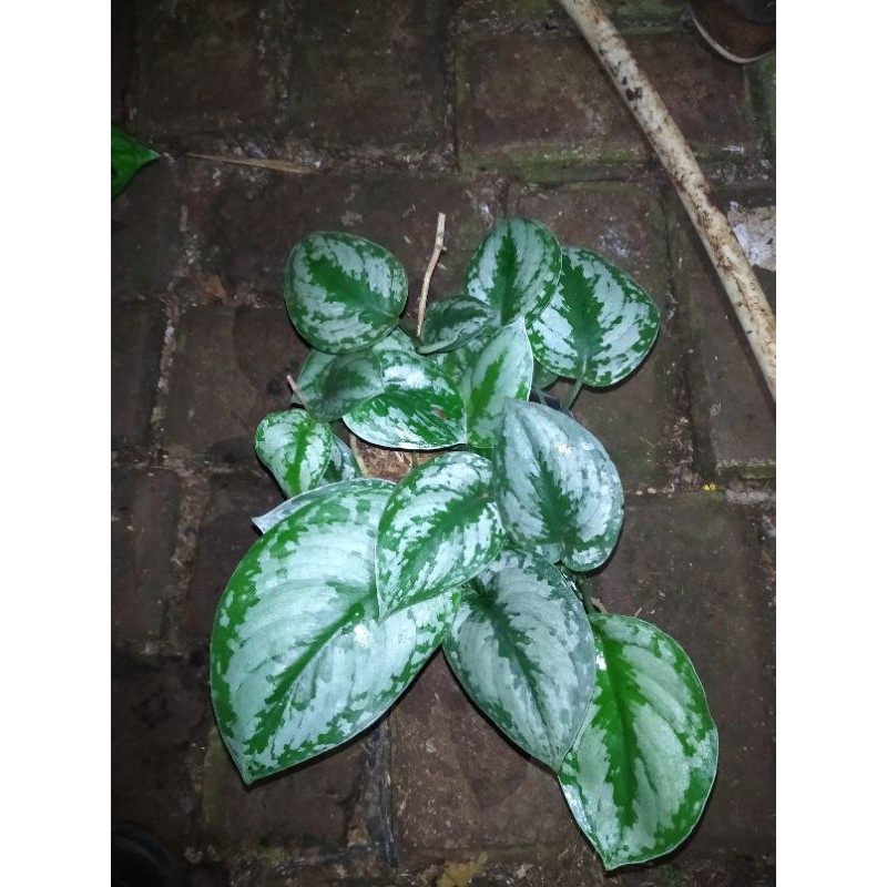 Tanaman hias Sirih Gading Silver / Sirih silver