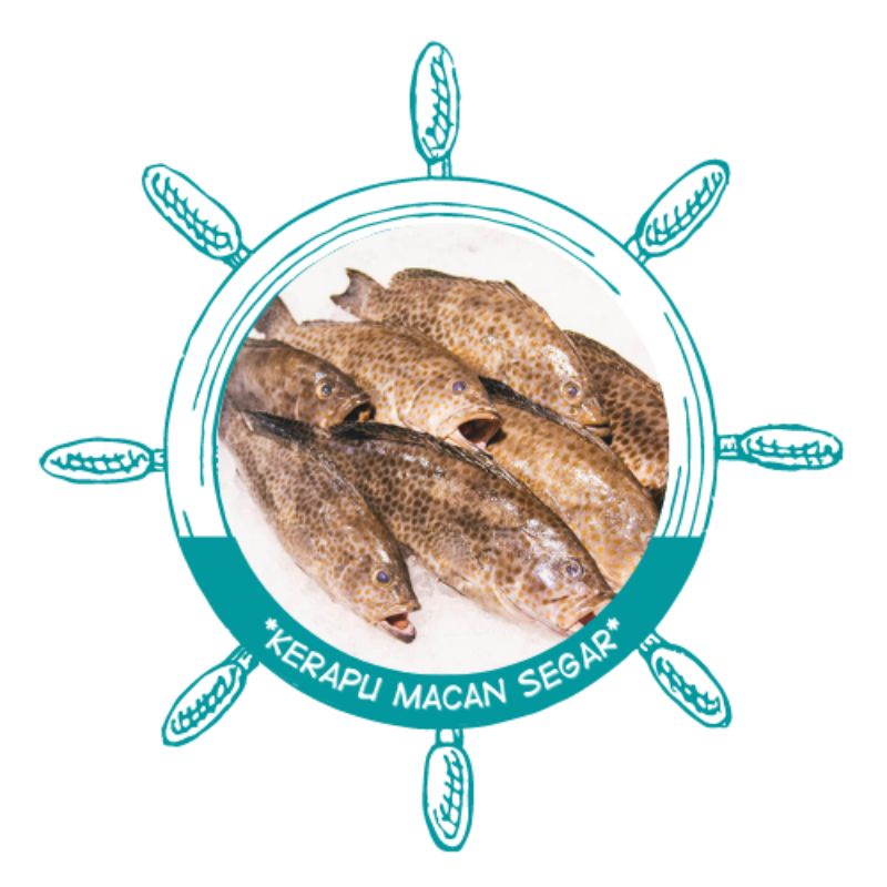 

Kerapu macan segar