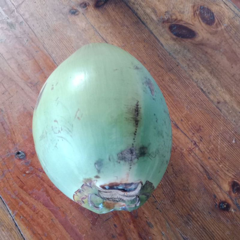 

Kelapa Muda Hijau