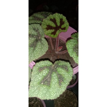 Begonia (Iron Cross)