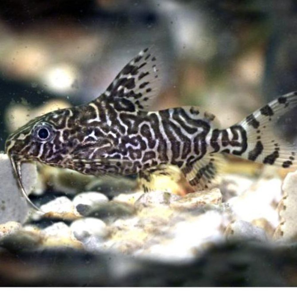 Ikan Hias Air Tawar Sapu Sapu Synodontis Aquascape Aquarium Garansi