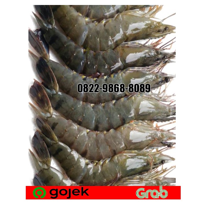 

UDANG PANCET AK 25 / UDANG PANCET SEGAR 500 GR / UDANG WINDU BESAR