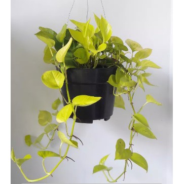 Tanaman Gantung srigading lemon | Srigading love| Pohon Srigading