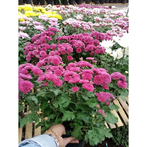 Tanaman hias Krisan ungu tua