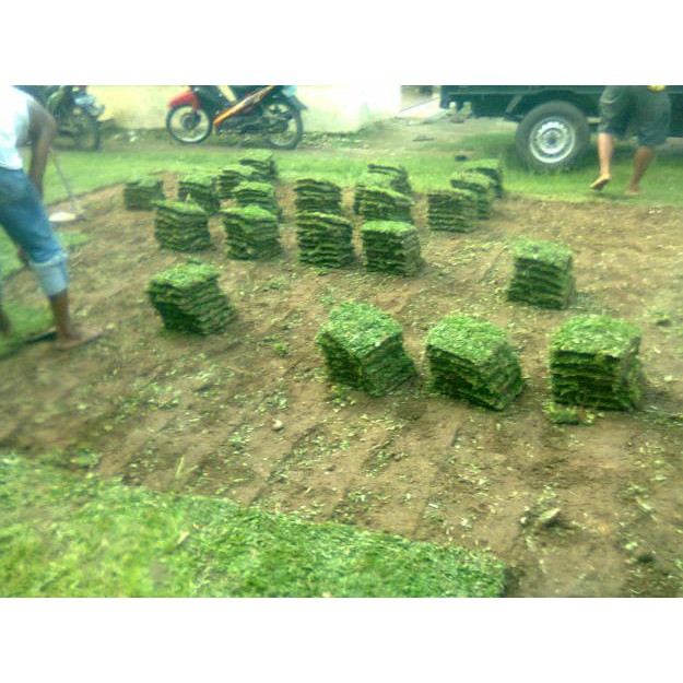 Pupuk - Gunting Rumput - Tanah Media Tanam Jual Rumput Gajah Mini 30X30 Termurah