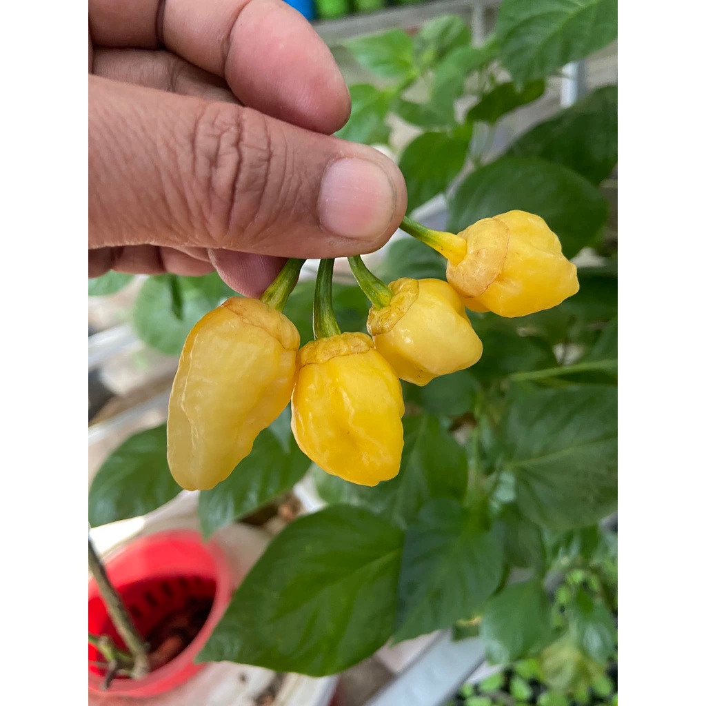 Benih Bibit Biji - Cabai Lele’s Passion Lemon Cabe Pepper Seeds