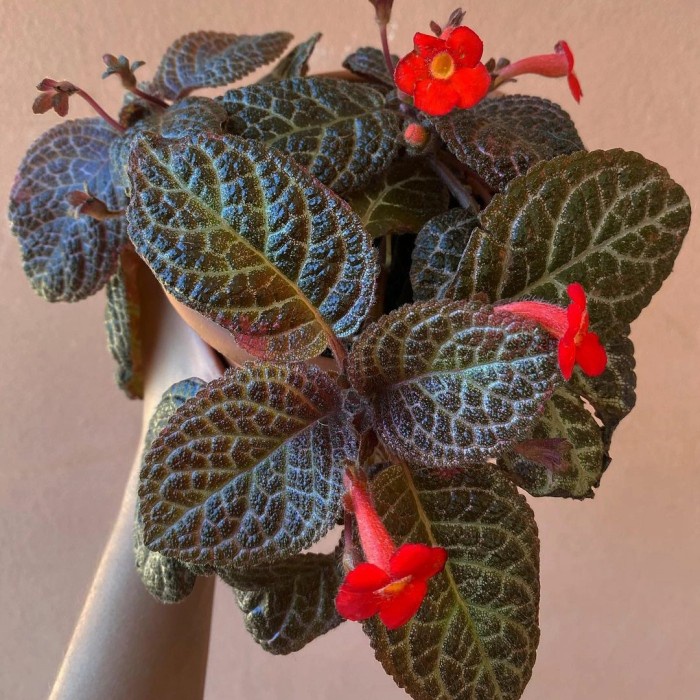 Tanaman gantung episcia hitam - beludru hitam - bunga merah