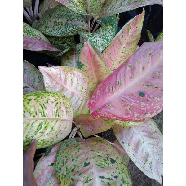 aglonema bigroy mutasi