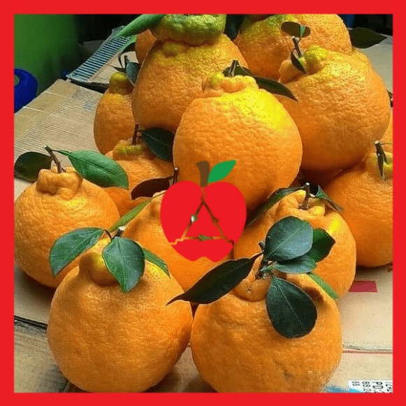 bibit jeruk dekopon berkwalitas dan murah