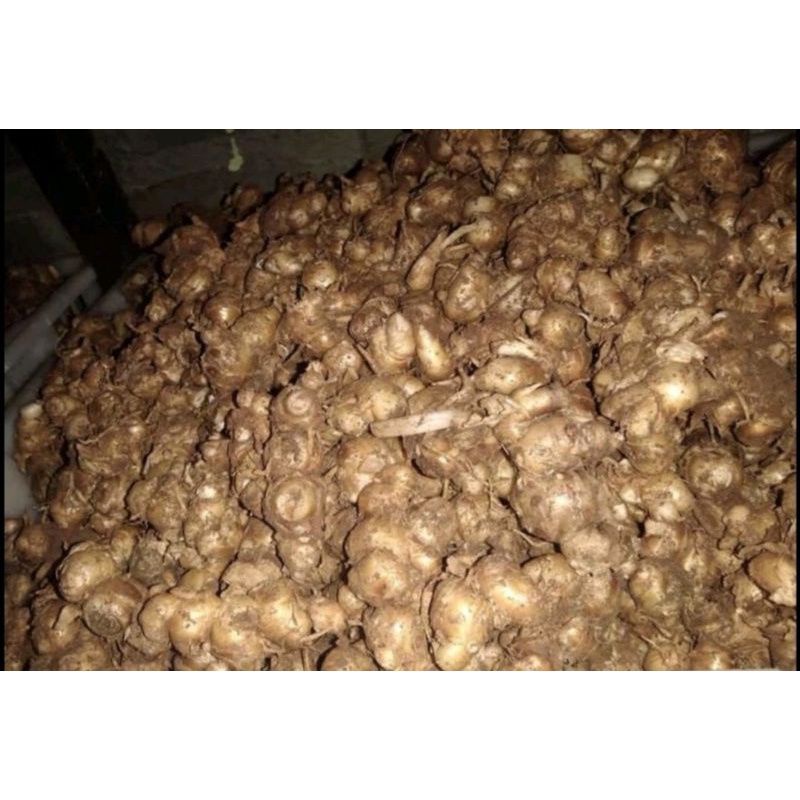 

Kencur fresh 1kg
