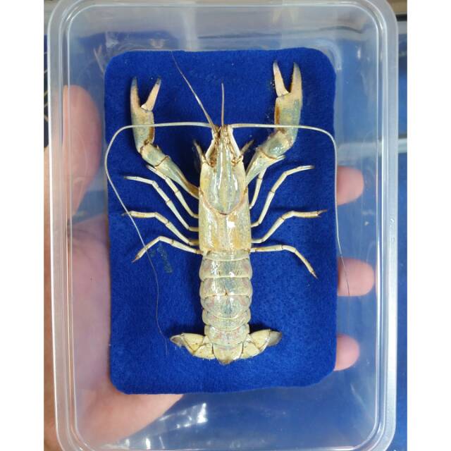 

Hiasan cangkang lobster