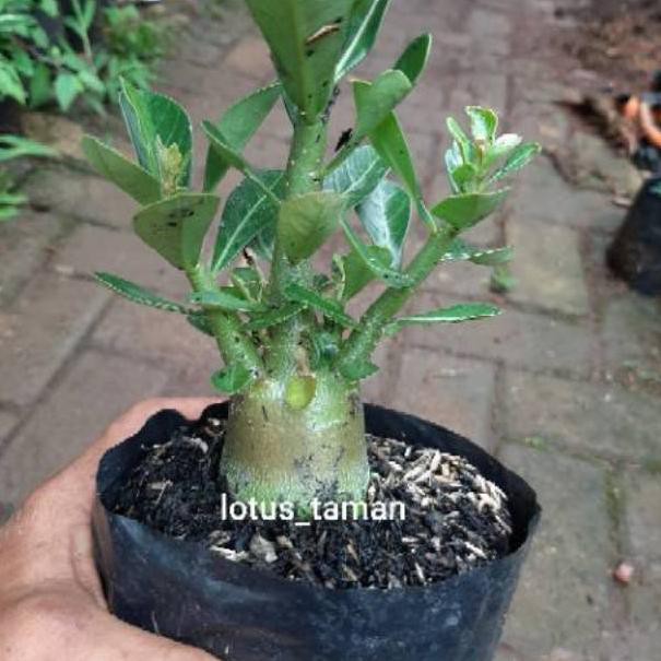 HITZ 2021 POHON BONSAI ADENIUM ARABICUM OBESUM-bibit tanaman bonsai adenium obesum