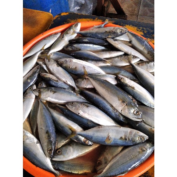 

kembung banjar