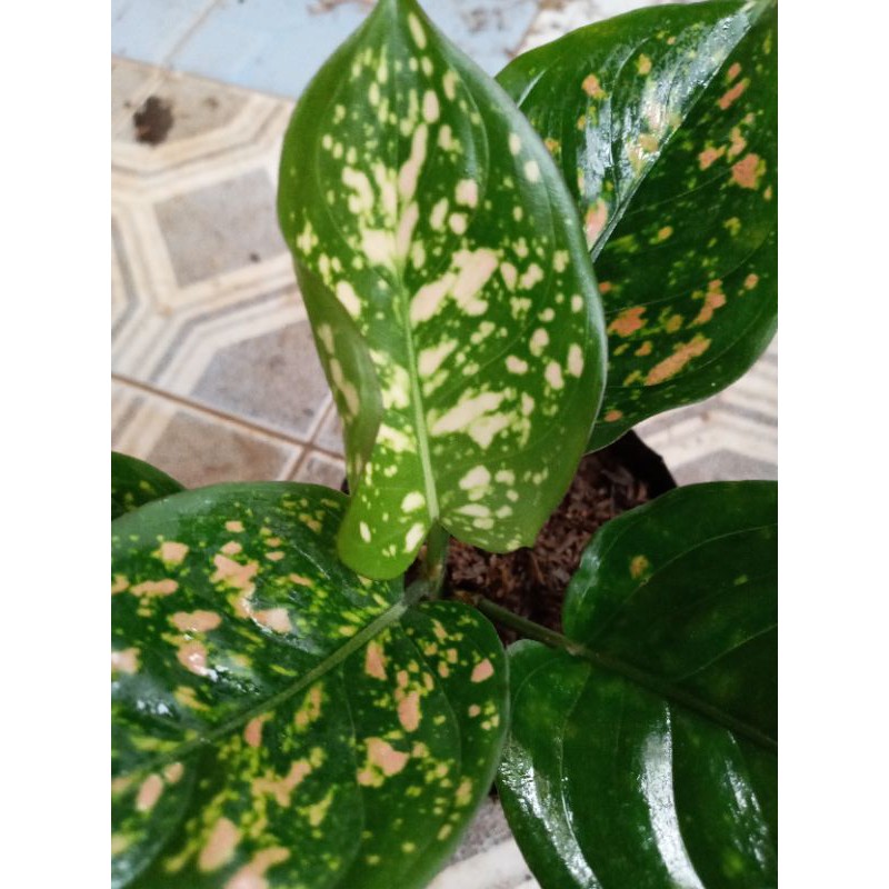 AGLONEMA RUBY CIANGMAY/AGLONEMA RUBI CYANGMAY /AGLONEMA RUBY MURAH