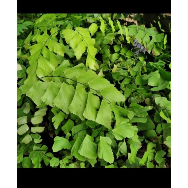 Tanaman hias suplir gajah/ daun besar