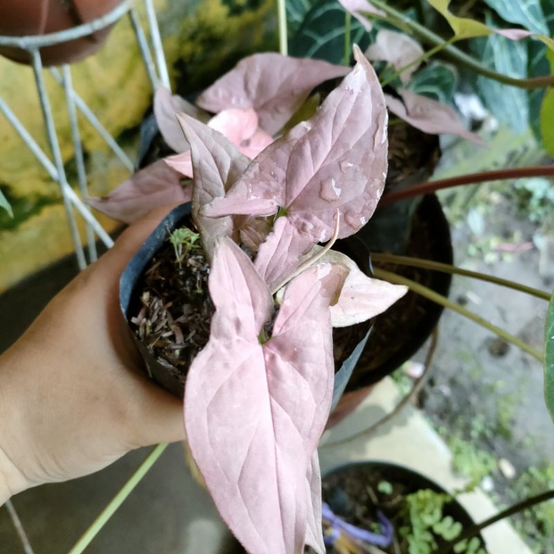 Syngonium pink robusta atau pink mini atau Scott