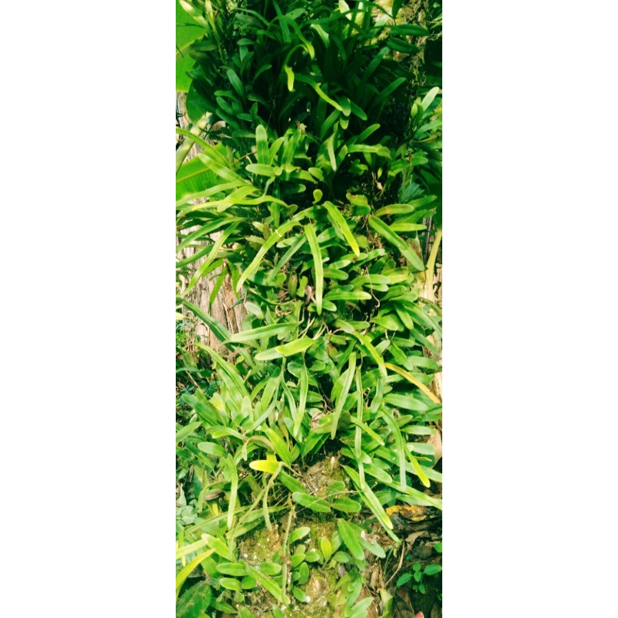 

DAUN SISIK NAGA/ DAUN HERBAL / DAUB PICISAN SEGAR 100GR