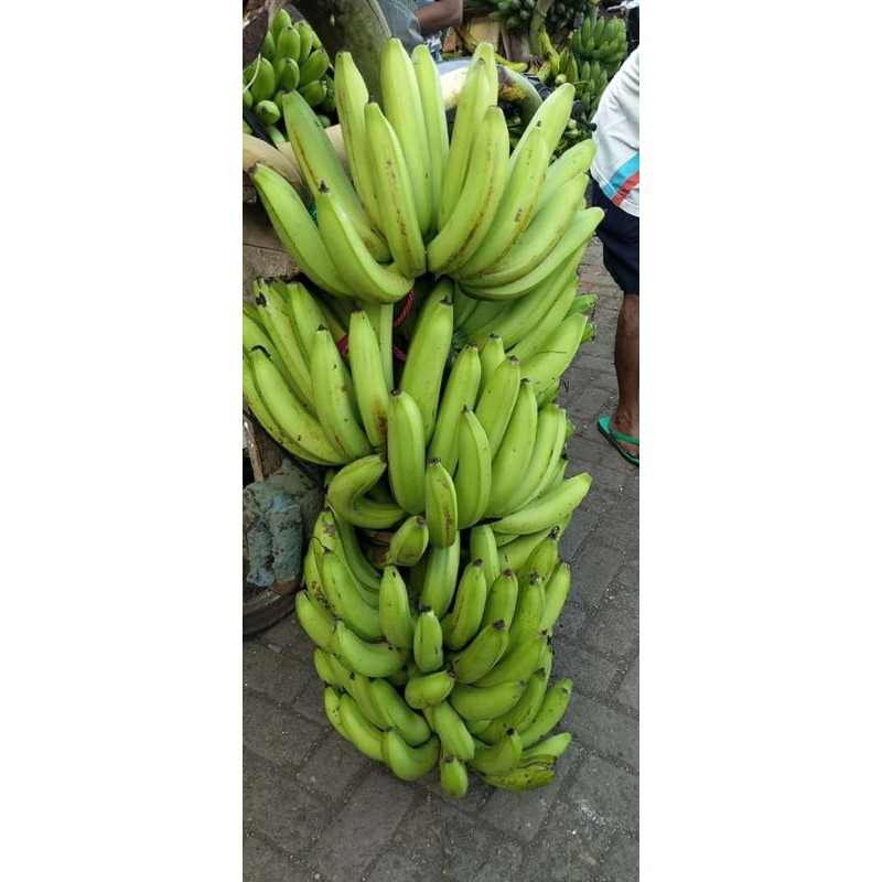 bibit Ambon warangan SUPERAN (14 sisir) 30 bonggol