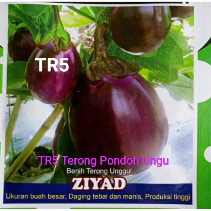 Benih Seribuan Terong Ungu Hijau Putih Lalap Pondoh Medan Belanda-TR5 PONDOH UNGU