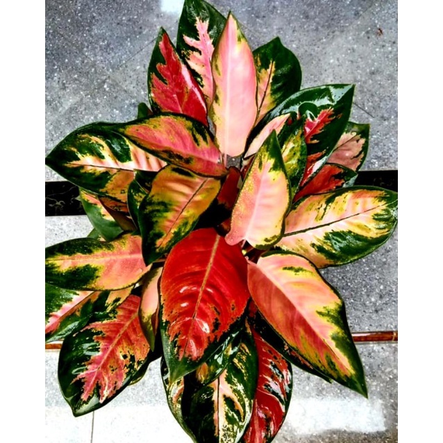 Aglonema Pink Kochin Rimbun Daun Remaja / Tanaman Hias Bunga Aglonema Pink Kochin Rosert Termurah ( 
