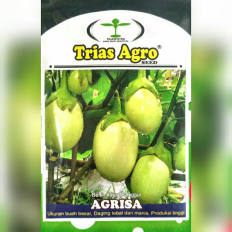 Benih Bibit Terong Hijau AGRISA || Benih Terong Hijau Bulat