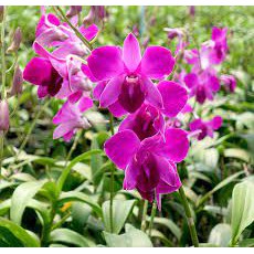 dendrobium red bull remaja
