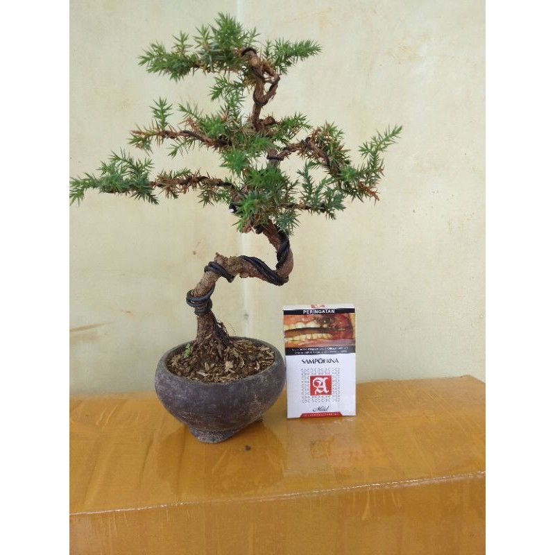 BONSAI CEMARA PUA DURI-BONSAI MAME CEMARA