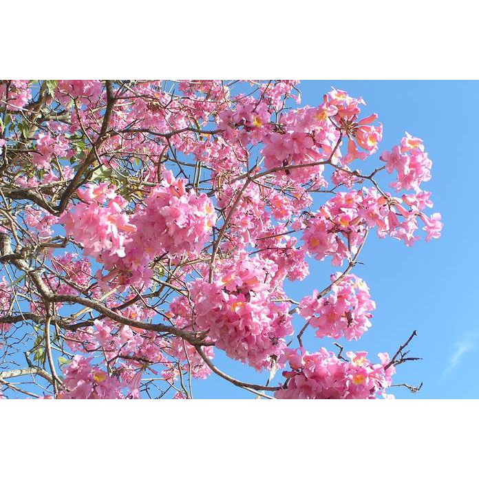 tanaman hias Tabebuya - Pohon Bunga Sakura Tabebuya Tabebuia Siap Tanam