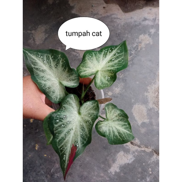 KELADI TUMPAH CAT ANAKAN